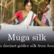 exotic golden Muga silk of Assam